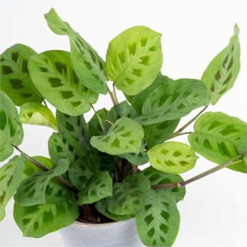 Maranta Kerchoveana - Prayer Plant