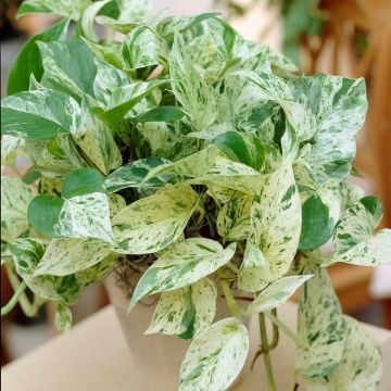 Epipremnum Marble Queen - Pothos