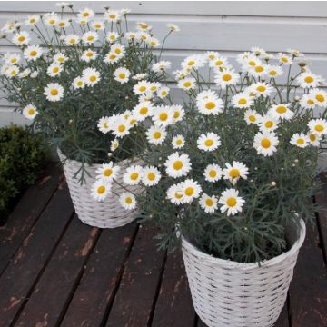 PAIR of Giant Flowered Marguerite Daisy Bushes - Perfect for Patios - With Display BASKETS