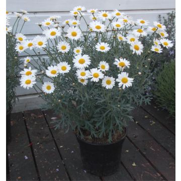 Giant Flowered Marguerite Daisy Bushes - Argyranthemum frutescens - Perfect for Patio or Garden