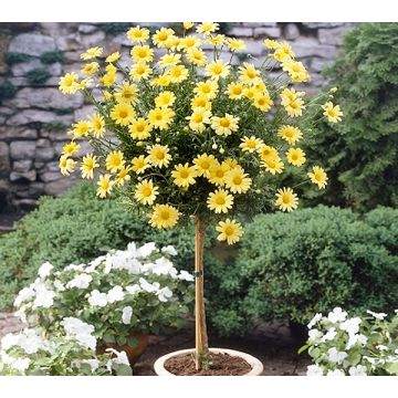 Buttercup Yellow Standard Marguerite Giant Daisy Tree - Perfect for Patios