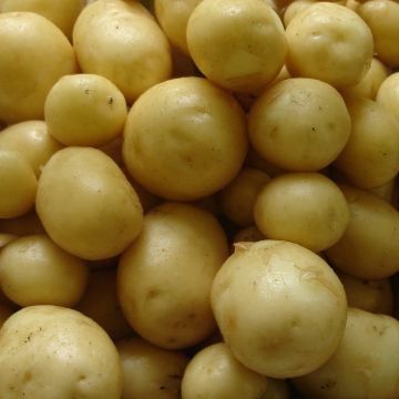 Maris Peer - 2nd Early Seed Potatoes - Pack of 10