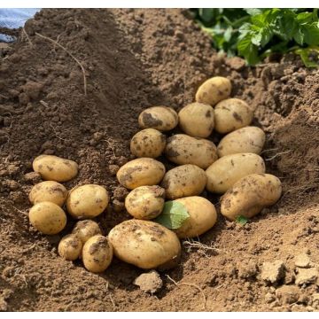 Marvel - Main Crop Seed Potatoes - Pack of 10
