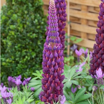 Lupinus West Country Lupin Masterpiece