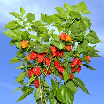 Chilli Pepper Plant 'Carolina Reaper Red'