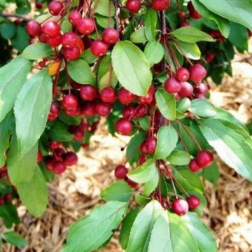 Malus Fontana - Weeping Crabapple