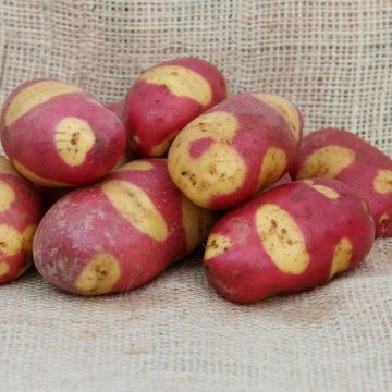 Mayan Rose - Main Crop Seed Potatoes - Pack of 10