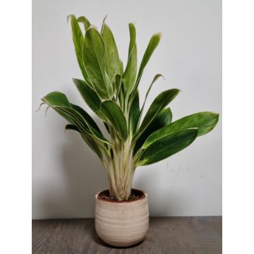 Aglaonema White Lime