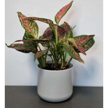 Aglaonema Point Star 