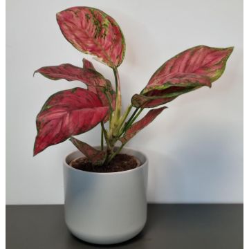 Aglaonema Spotted Star 