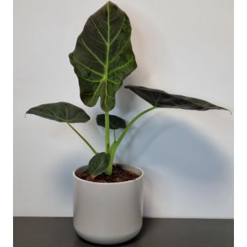 Alocasia Regal Shields - Elephant Ears