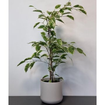 Ficus benjamina Samantha - House Plant
