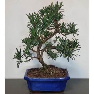 Bonsai Podocarpus chinensis - Chinese Yew