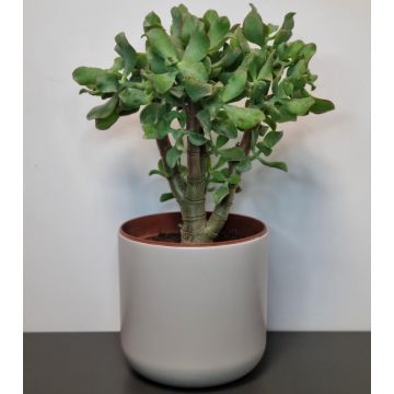 Crassula Ovata Undulata - Curly Jade Plant
