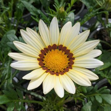 Gazania New Day White