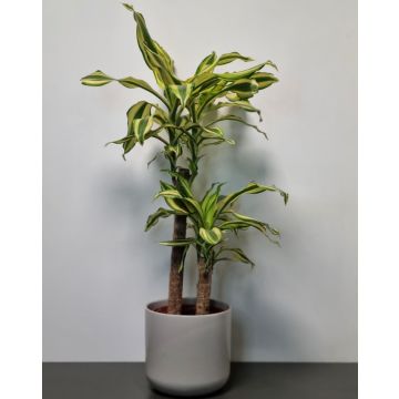 Dracaena Yellow Coast