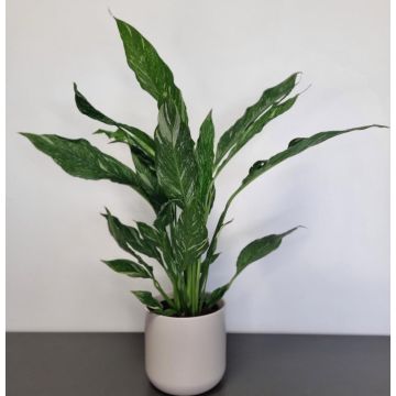 SPECIAL DEAL - Spathiphyllum Diamond - Variegated Peace Lily 