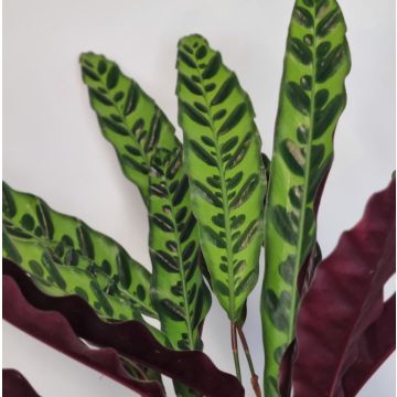 Calathea Lancifolia Rattlesnake