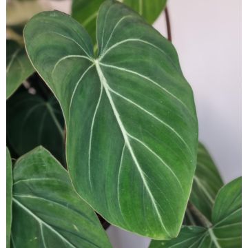 Philodendron Gloriosum 