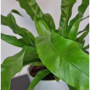 SPECIAL DEAL - Asplenium Antiquum