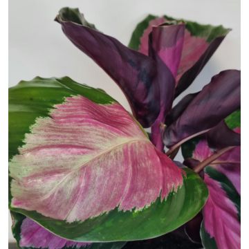 Calathea roseopicta Rosy