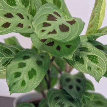 SPECIAL DEAL - Maranta Fantasy - Prayer Plant