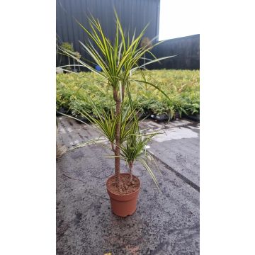 Dracaena marginata Sunray - Dragon Tree