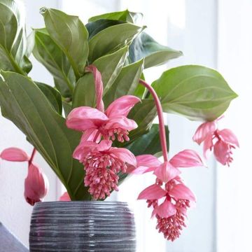 Magnificent Medinilla magnifica in Bud & Bloom