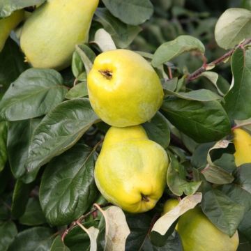 Quince Tree - Meech's Prolific Half-Standard (Quince A)