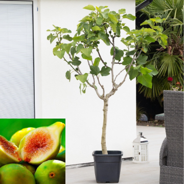 GIANT Fig Tree - Ficus carica 'Blanca Gota de Miel' - XXXL Large Specimen - 150-180cm