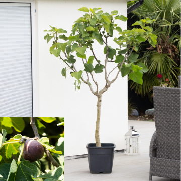 GIANT Fig Tree - Ficus carica 'Napolitana' - XXXL Large Specimen - 150-180cm