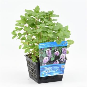 Mentha aquatica - Water Mint