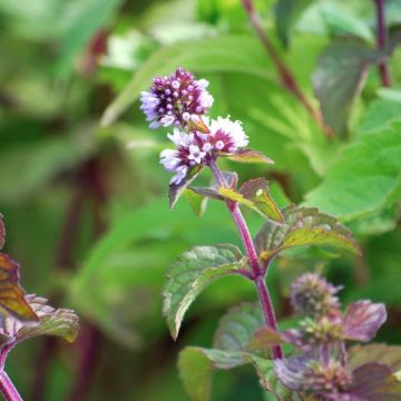 Mentha aquatica - Water Mint