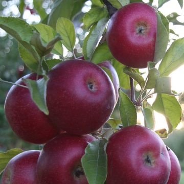 Apple Tree - Meridian Bush (MM106)