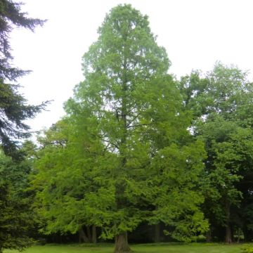 Metasequoia glyptostroboides - Dawn Redwood