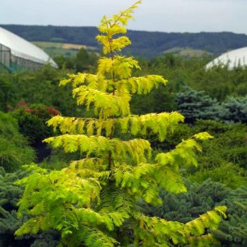 Metasequoia glyptostroboides Gold Rush