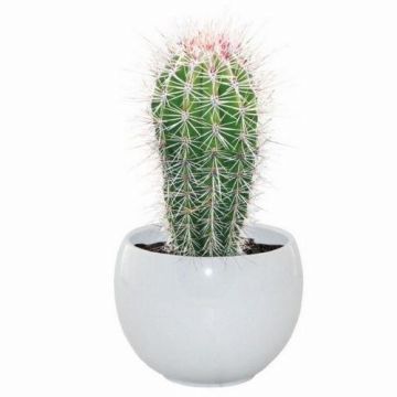 SPECIAL DEAL - Cactus Grow Set - Mexican Giant - Perfect Gift!