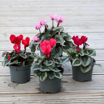 Multi Shades Patio Mini Cyclamen in Bud & Bloom