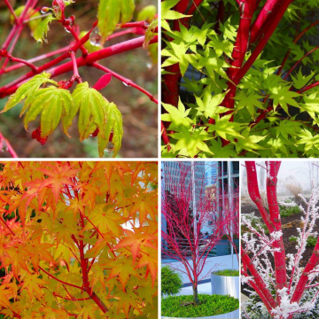 Acer palmatum Sango Kaku - through the seasons