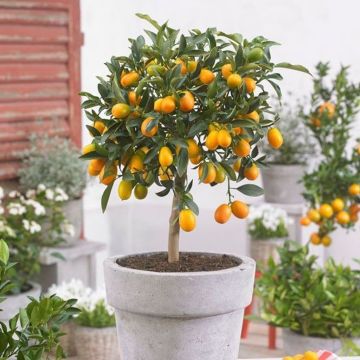 Fruiting Kumquat Tree- Citrus Fortunella Margarita
