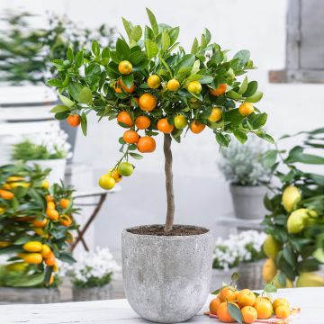 Fruiting Citrus Calamondin Orange tree