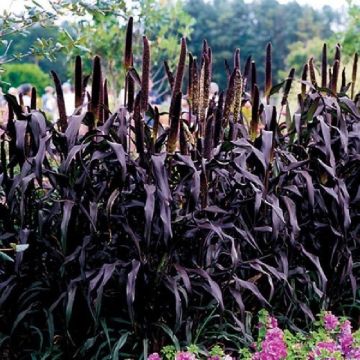 Pennisetum glauca 'Purple Majesty'