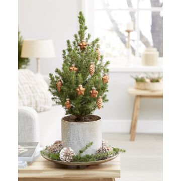 Mini Christmas Tree - Tabletop Christmas Tree - Classy Contemporary Small Real Christmas Tree