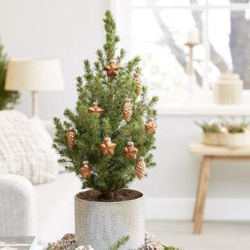 Mini Christmas Tree - Tabletop Christmas Tree - Classy Contemporary Small Real Christmas Tree