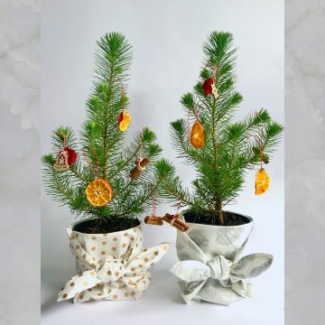 Mini Christmas Tree - Pinus pinea Silver Crest - Stone Pine - Young Tree