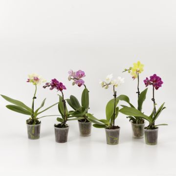 Phalaenopsis - Mini Orchid Plant