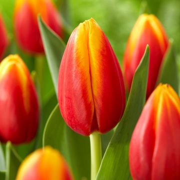 Tulip Minsk - Pack of 12