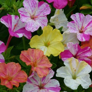 Mirabilis jalapa Marbles Mixed