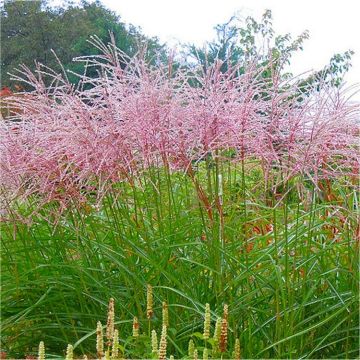 Miscanthus sinensis Flamingo