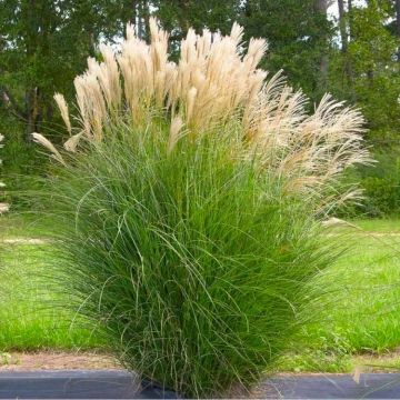 Miscanthus Gracillimus